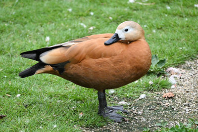 Close-up of duck on field