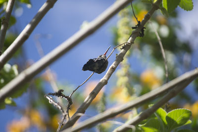 Close-up of leaves against blurred background