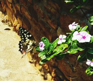 Close-up of butterfly perching on flower