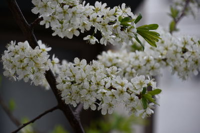 Close-up of white cherry blossom tree