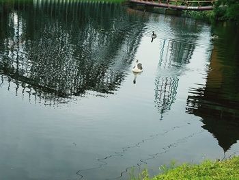 Swan swimming on lake