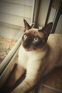 Cat looking away