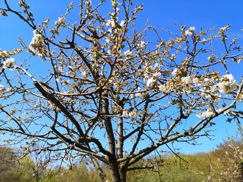 Low angle view of flowering tree against sky