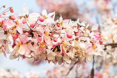 Close-up of cherry blossoms in spring