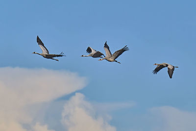 Low angle view of seagulls flying