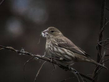 Close-up of bird perching on branch