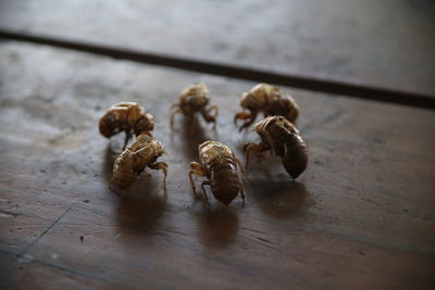 High angle view of insect on table