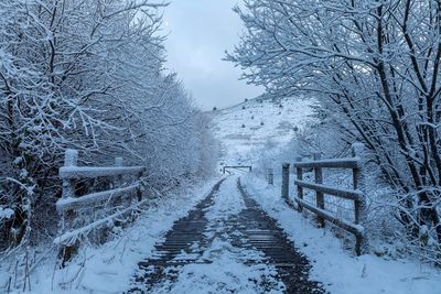 Snow covered trees in forest against sky