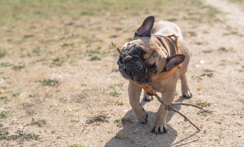 French bulldog plays a branch from a tree on the grass