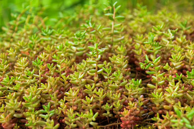 High angle view of fresh green plants