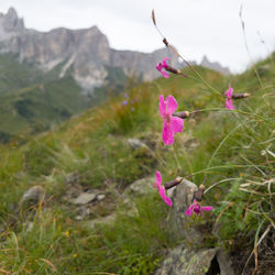 Close-up of purple flowers