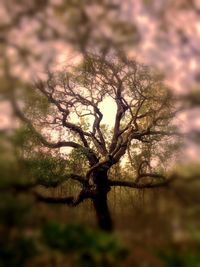 Bare tree growing on field