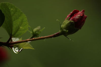 Close-up of red flowering plant