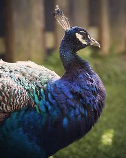 Close-up of a peacock