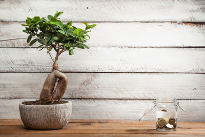 Close-up of potted plant on table against wall