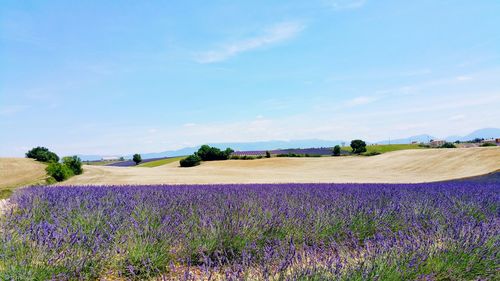 Scenic view of grassy field against sky