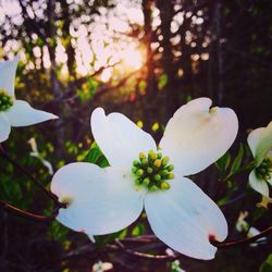 Close-up of white flowers