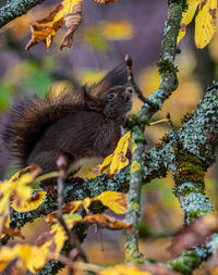 Close-up of squirrel on tree