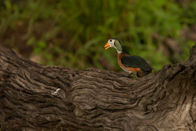 Close-up of bird perching on tree trunk