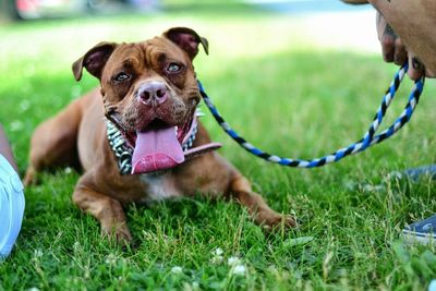 Dog standing on grassy field