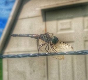 Close-up of dragonfly