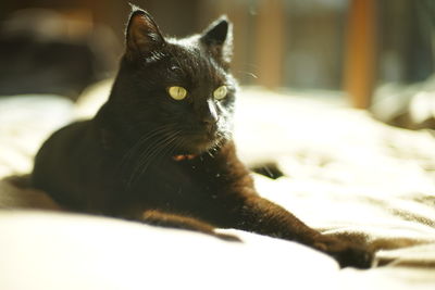 Portrait of young black cat
