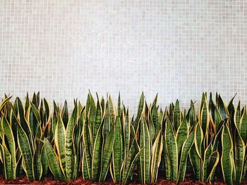 Close-up of plants growing against wall