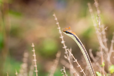 Close-up of an ant on a snake's head.