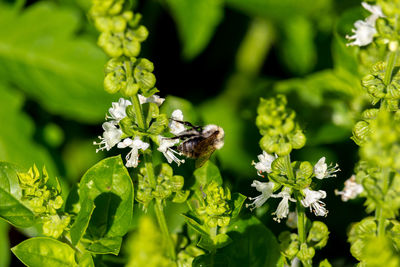 Bee pollinating flower