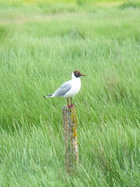 Seagull perching on a field