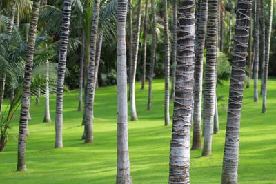 Trees growing on field