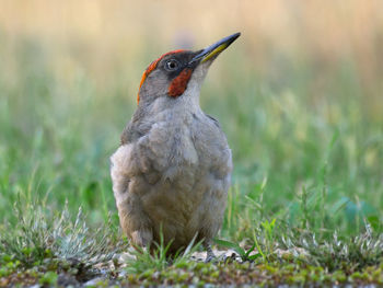 Close-up of bird perching on a field