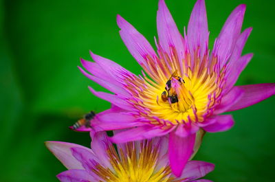 Close-up of bee pollinating on pink flower