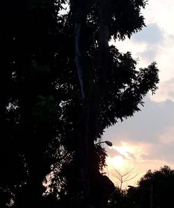 Low angle view of silhouette trees against sky at sunset