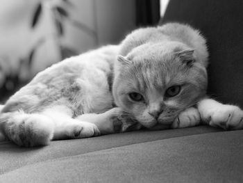 Close-up portrait of a cat resting