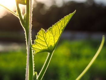 Close-up of green leaves