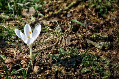 Close-up of white flowers blooming in field