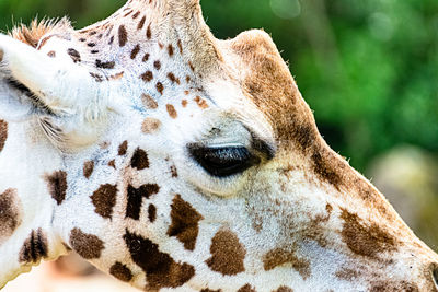 Portrait of an african giraffe