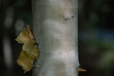 Close-up of tree trunk