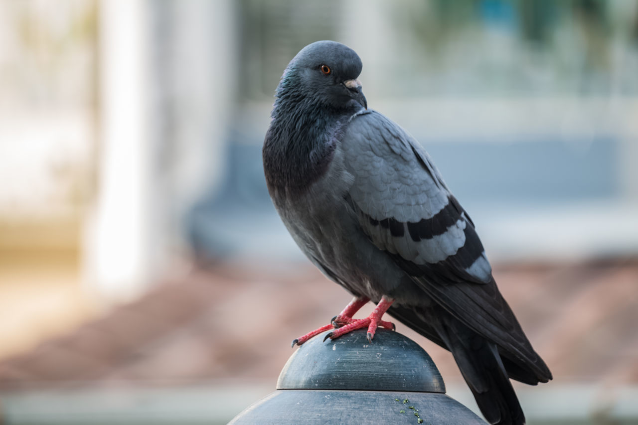 CLOSE-UP OF PIGEONS