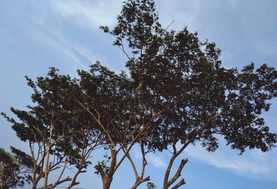 Low angle view of tree against sky