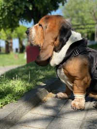 pet