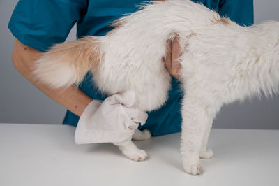 Close-up of dog standing against white background