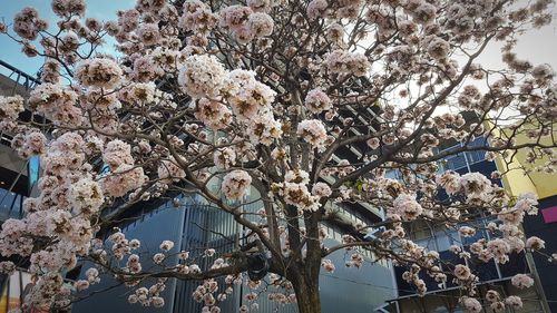 Low angle view of cherry blossoms against sky