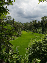 Trees on field against sky