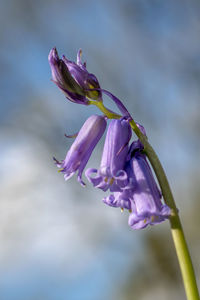 Close-up of purple flower