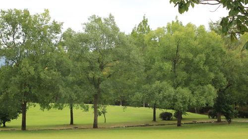 View of trees on field