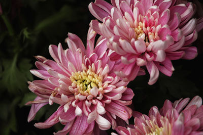 Close-up of pink flowers blooming outdoors