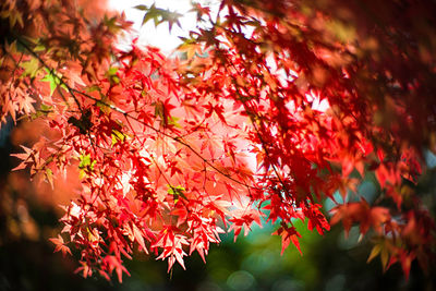 Close-up of red maple leaves on tree