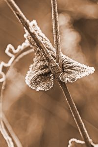 Close-up of plant